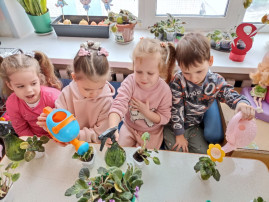 Комнатные растения Комнатные растения.
